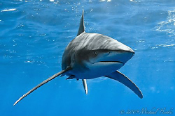 Oceanic Whitetip Shark - Deadalus Reef - Canon G7 by Michael Henke 